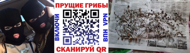 Псилоцибиновые грибы MAGIC MUSHROOMS  купить   mega tor  Новочеркасск 
